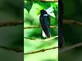 Download Lagu Burung kolibri hitam #burungpendek #burungkolibrihitam