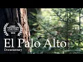 El Palo Alto A Tree s Resilience Documentary