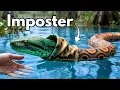 I Built My Anaconda a Swamp