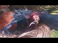 Download Lagu DIT IS WAT DEZE BABYVOGELS VOEREN ALS ZE GROOT WORDEN