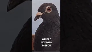 Helping out a fellow winded voyager #windedvoyage #solosailing #africa #sailinglifestyle