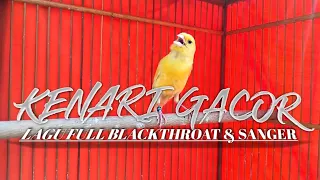 kenari isian blackthroat dan sanger suara kristal jernih