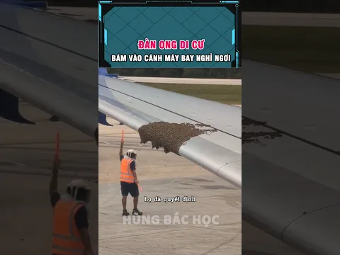 đàn ong khiến chuyến bay delay và cách họ khắc phục