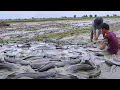 best hand fishing, amazing fishing - catching a lot of fish in the mud at field by hand