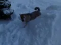 throwing dogs in snow