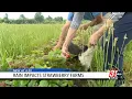 Marshall County berry patch closes early due to record rainfall