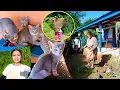 Download Lagu i am working with my mother dhanlaxmi rai in the village | our cat gave birds to babies in village
