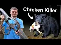 Download Lagu Hunting Down the Chicken Killing Black Bear
