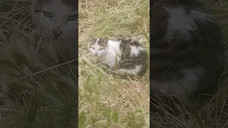 القطة الملعونة 