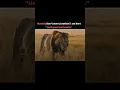 Download Lagu The brother of the greatest lion in the history #viral #shorts #youtube #video