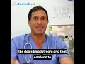Paracetemol and dogs - Should you give your dog Paracetamol for arthritis