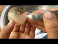 Download Lagu Big Stomach Fish | What is in This Stomach fish?