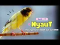 Download Lagu Kenari GACOR Panjang !!! Suara PANCINGAN KENARI PAUD Belajar BUNYI Ngeriwik - MASTERAN Kenari PAUD