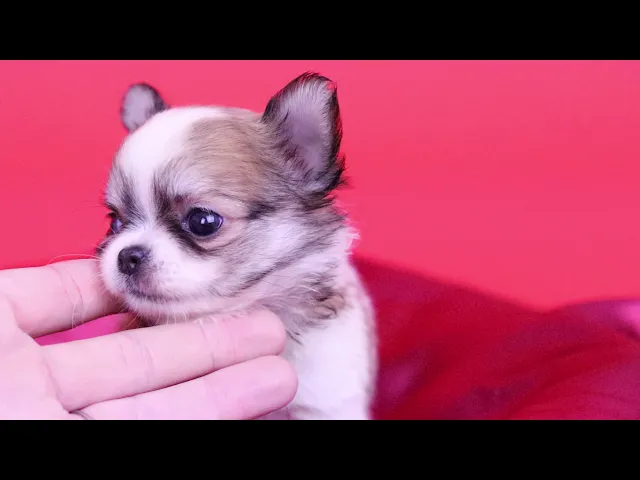 動画