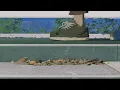 ヨルシカ - ブレーメン（OFFICIAL VIDEO）