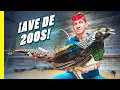 Download Lagu ¡AVE de 1$ VS AVE de 200$! ¡La rara comida callejera de Vietnam!
