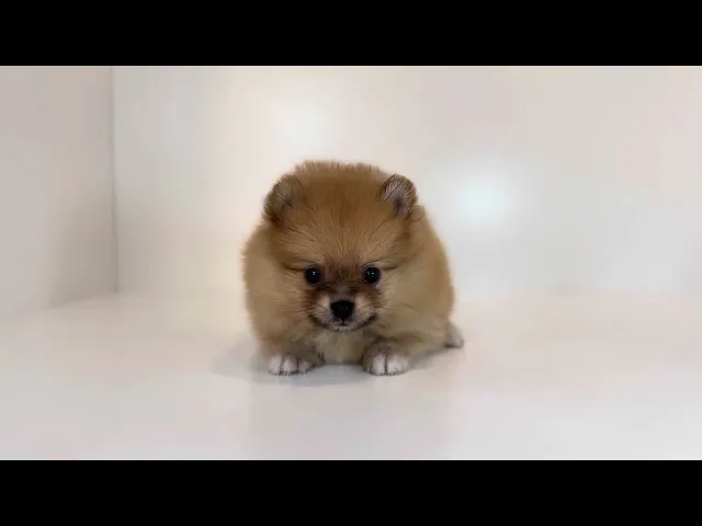動画