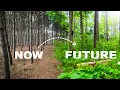 Download Lagu Transforming a Pine Plantation into Wildlife Paradise