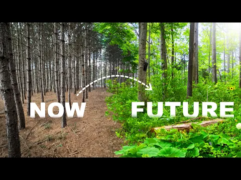 Download MP3 Transforming a Pine Plantation into Wildlife Paradise (ep.1)