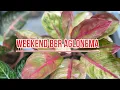Weekend Ber Aglonema