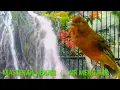 Download Lagu MASTERAN BURUNG KENARI DAN SUARA AIR MENGALIR JERNIH