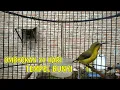 Download Lagu DIJAMIN !! SOGON BAHAN MANAPUN PASTI LANGSUNG RESPON DAN NYAUT