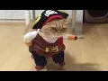 funny CATS in COSTUMEs compilation - Funny fails s 2019