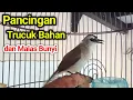 Lagu Pancingan trucukan BAHAN trucuk ombyokan DAN MACET BUNYI agar Cepat  bunyi gacor