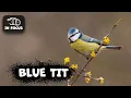 The Secret Life of the BLUE TIT