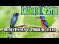 Download Lagu Kolaborasi Masteran Sriguntingan Vs Tengkek Udang Suara Jernih