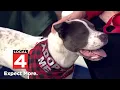 Detroit shelter inviting families to spend time with adoptable pets this holiday season