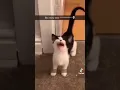 Download Lagu POV: Cats Can Talk | not mine | #omgsocutecat
