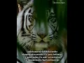 Download Lagu || story wa || HARIMAU SILIWANGI Terbaru 2021 ( by Caruban nagari)