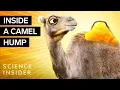 What s Inside A Camel Hump