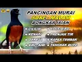 Lagu 🔴 LIVE 87 - Pancingan Murai Batu Pagi Hari Full Isian Tembakan kasar Bikin Murai apapun nyaut
