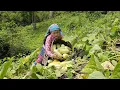 Download Lagu 17 year old girl harvests giant cucumber garden of cat people in village to sell | Life, Fruit