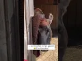 Blind Dairy Cow Gets a New Life