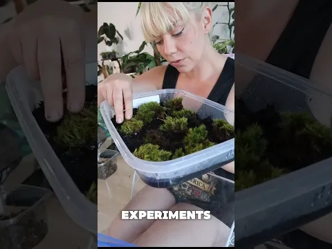 Did you know you can actually GROW your own moss? #terrarium