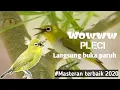 Download Lagu Masteran Burung Pleci | Pancingan Pleci | Pleci Langsung Buka Paruh