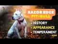 All About Razor Edge Pit-bull History Appearance Temperament and More