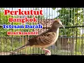 Download Lagu Perkutut Bangkok Tetesan Darah Susi susanti