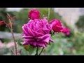 Palace Rose Garden is at its spring peak 🌹