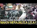 Lagu UPDATE ! HARGA BURUNG JALAK SEKARANG INI MAKIN MERAJALELA DI PASAR BURUNG PRAMUKA KIOS SIGIT 