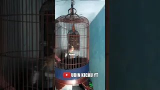 duet syahdu ciblek gunung vs branjangan sonca