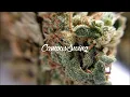 Nebu Kiniza - Gassed Up