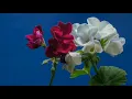 2 minutes Meditation music,mind relaxing music, study music, nurture music video, sleeping music.