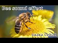 Lagu BEE SOUND EFFECT SUARA LEBAH SUARA BINATANG