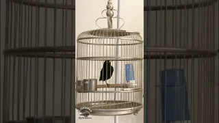 تغريد شحرور 