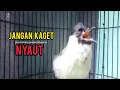 Download Lagu Suara Burung Kutilang Ini Paling Cocok Buat Pancingan Jadikan Kutilang Gacor Nyaut