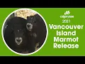 Download Lagu Vancouver Island Marmot Release | 2021